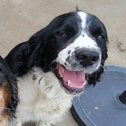 goose - English Springer Spaniel