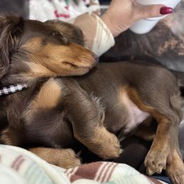 Dachshunds and French Bulldogs from Jessica's French Bulldogs and Dachshunds