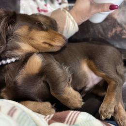 Dachshunds and French Bulldogs from Jessica's French Bulldogs and Dachshunds