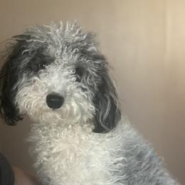 Kali - Goldendoodle