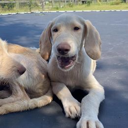Labradoodles from Pawmetto Doodles LLC
