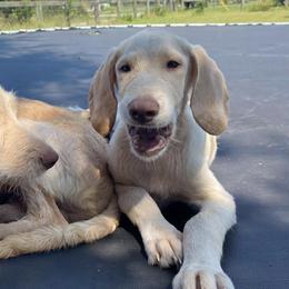 Labradoodles from Pawmetto Doodles LLC