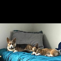 Pembroke Welsh Corgi Puppies from Top-Notch Paws