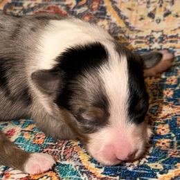 BMM - Blue merle male Toy Australian Shepherd puppy in Bogata, Texas from Maple Creek Run
