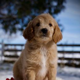 Macaroni - Apricot male Goldendoodle puppy in Mc Arthur, California from California Golden Love