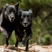 Norwegian Buhunds from Yggdrasil Buhunds