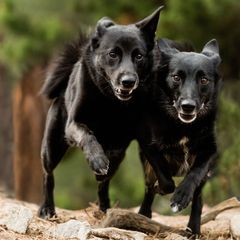 Norwegian Buhunds from Yggdrasil Buhunds