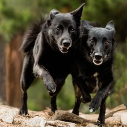 Norwegian Buhunds from Yggdrasil Buhunds