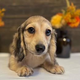 Gill - Cream male Dachshund puppy in Dothan, Alabama from Little House Pups