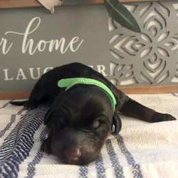 Light Green - Black and rust male Doberman Pinscher puppy in Fort Worth, Texas from Arkwatch Dobermans