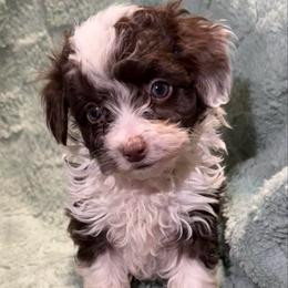 Milo - Brown and white male Aussiedoodle puppy in Copan, Oklahoma from J&K Kennels