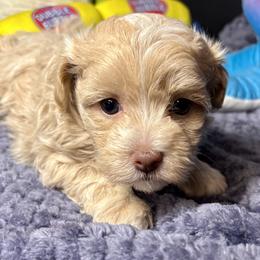 Solar - Cream male Maltipoo puppy in Howard City, Michigan from Petite Joie Puppies