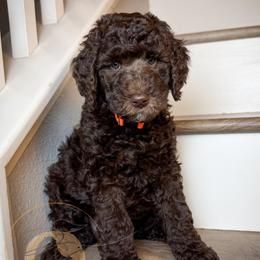 Ralph (orange collar) - Chocolate male Goldendoodle puppy in Murrieta, California from Apricot Poodles & Goldendoodles, LLC