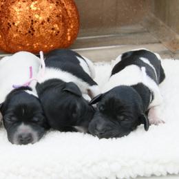 German Shorthaired Pointer and Labrador Retriever Puppies from LL Gun Dogs, LLC