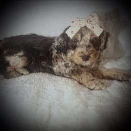 REESE - Brown merle female Aussiedoodle puppy in Houston, Texas from Jomelkin Furry Pals