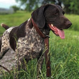 German Shorthaired Pointers from Ridgecrest Bird Dogs