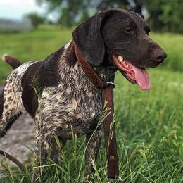 German Shorthaired Pointers from Ridgecrest Bird Dogs