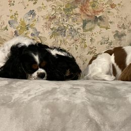 Cavalier King Charles Spaniels from Narrows Creek Cavaliers