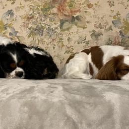 Cavalier King Charles Spaniels from Narrows Creek Cavaliers
