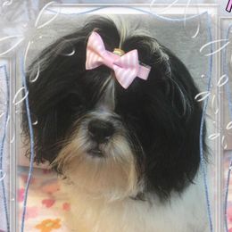 Precious - Shih Tzu