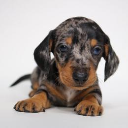 Bowie - Dapple male Dachshund puppy in Red Bud, Illinois from Midwest Miniature Dachshunds