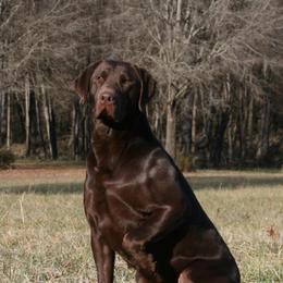 Tulsa - Labrador Retriever