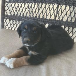 2.  Black-tri female - Black tri-color female Australian Shepherd puppy in Shoshone, Idaho from Copper Rose Kennel