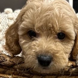 Cockapoos from Argabright Pups