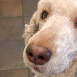 Newfypoos and Poodles from Hidden Haven Poodles and Doodles