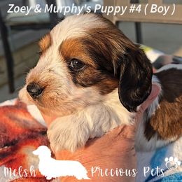 Puppy 4 by Birth order ( Boy 2 ) - Piebald male Dachshund puppy in Anamosa, Iowa from Melsh Precious Pets