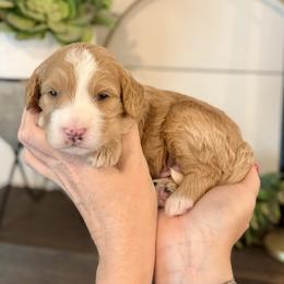 Bowser- white collar male - Yellow and white male Bernedoodle puppy in Salt Lake County, Utah from Coco Avenue Pups