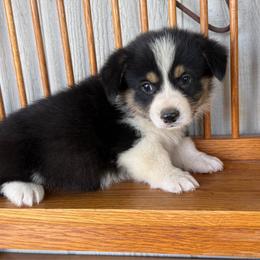 Pluto - Black and tan male Pembroke Welsh Corgi puppy in Derby, Iowa from NHC Kennels