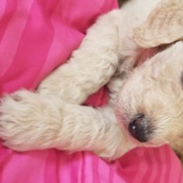 Goldendoodle Puppies from Masondixondoodles