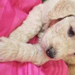 Goldendoodle Puppies from Masondixondoodles
