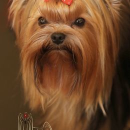 Xoloitzcuintli and Yorkshire Terriers from Terrifical Yorkies and Xoloitzquintli (toy)