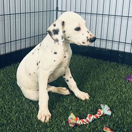 Pluto - LUA - White and black male Dalmatian puppy in Sedalia, Missouri from Missouri Dalmatians