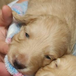 Walter - Cream male Dachshund puppy in Cypress, Texas from Cypress Dachshunds
