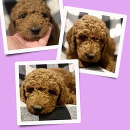 Amari - Red  female Goldendoodle puppy in Bluefield, Virginia from Love on a Leash