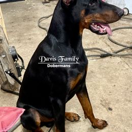 Doberman Pinscher puppies from Davis Family Dobermans