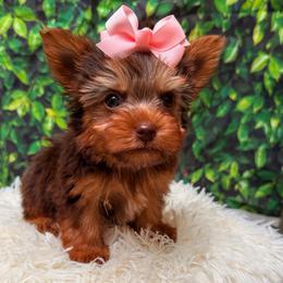 Charlotte - Chocolate and tan female Yorkshire Terrier puppy in Jacksonville, Florida from TLJ Choco Yorkie Love