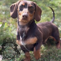 Roca - Dachshund