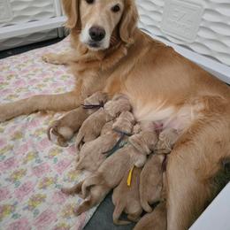 Blue - Trigger - Golden male Golden Retriever puppy in Puyallup, Washington from Daffodil Valley Goldens
