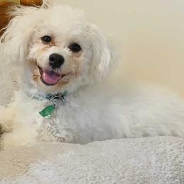 Havanese and Poodles from Faithful Hearts Kennel