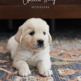Golden Retriever Puppies from GoldenStory Retrievers