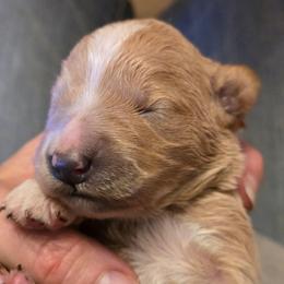 Polly - Apricot female Goldendoodle puppy in Neillsville, Wisconsin from Granton Creek