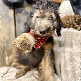 Cosmo - Phantom male Bernedoodle puppy in Lookout, California from Remington Kennels, LLC