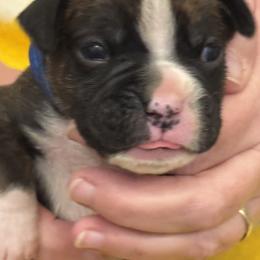 Blue Boy - Brindle male Boxer puppy in Gainesville, Georgia from RayJen Cajun Boxers