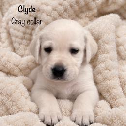 Clyde - Yellow male Labrador Retriever puppy in Camp Verde, Arizona from Cecil's Arizona Labradors