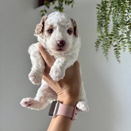 Panda - Parti female Poodle puppy in Pleasant Grove, Utah from Destination Doodles