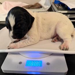 Purple Girl - Black and white female German Shorthaired Pointer puppy in Dallas, Georgia from Deep Woods Kennels
